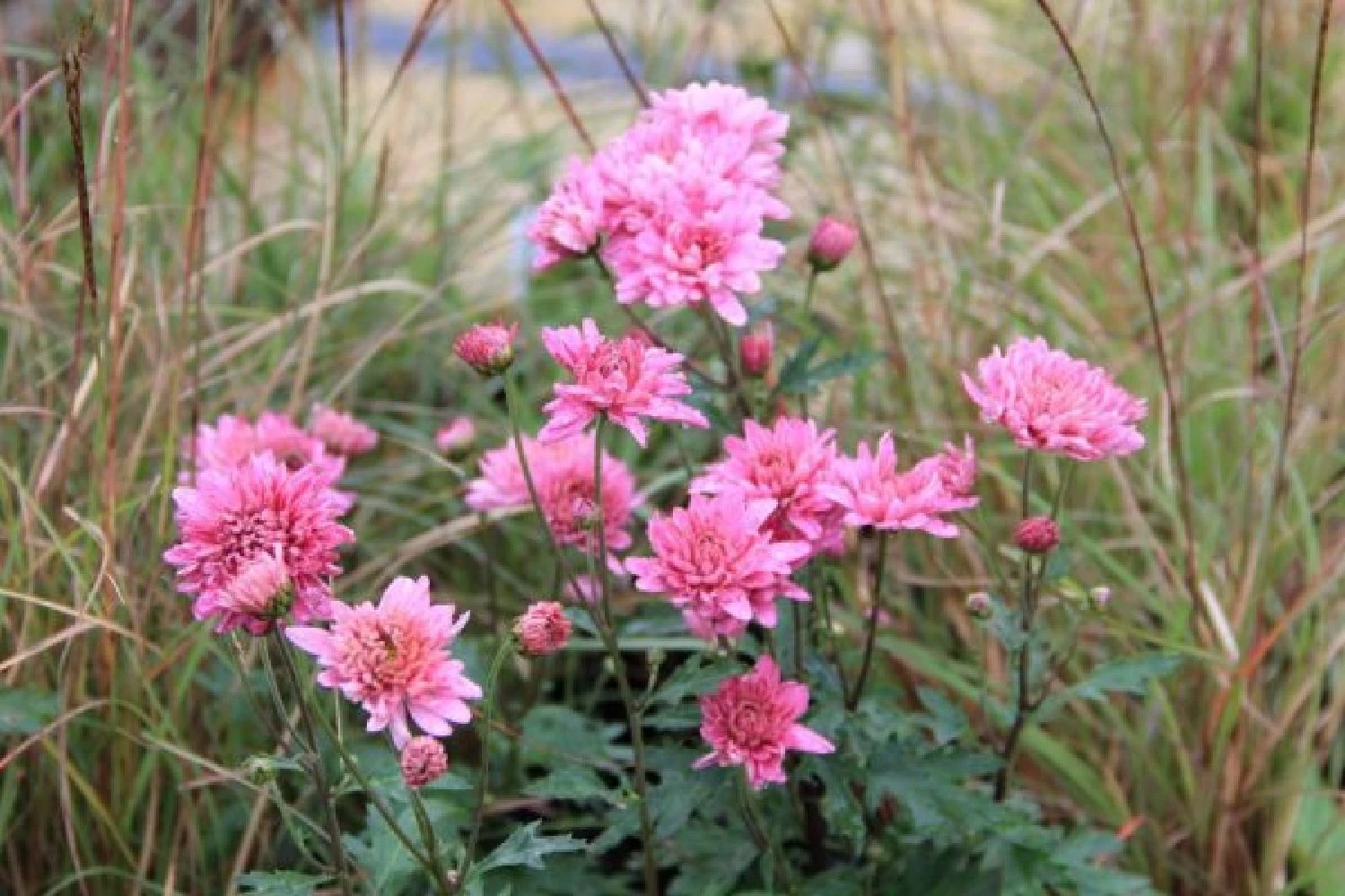 Traumhaftes Terrassenbeet (Doppelte Freude Durch Zwei Ansichtsseiten) – Bild 8