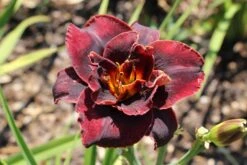 Hemerocallis 'Voodoo Dancer' (Großblumige Taglilie)