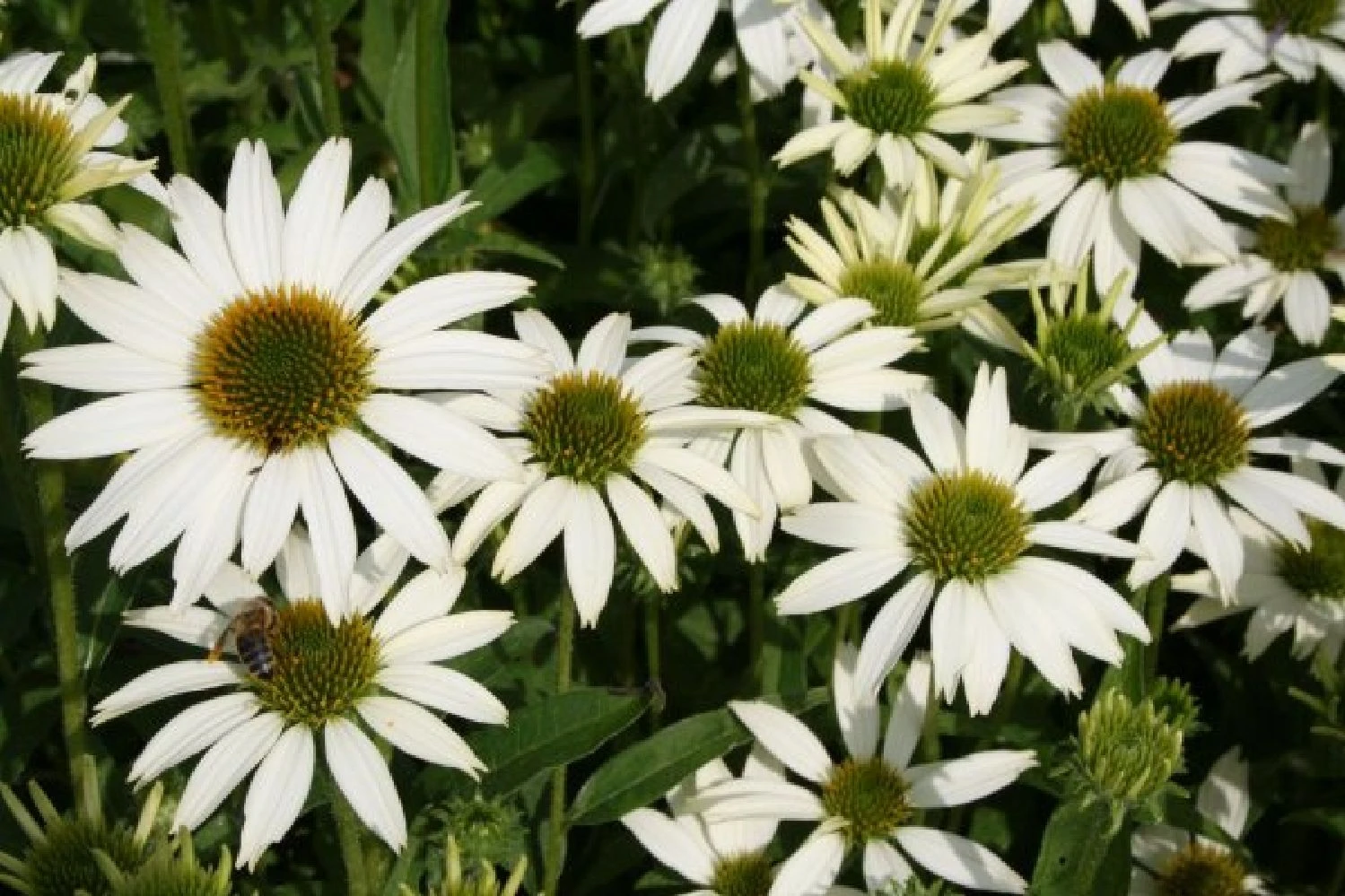 Leuchtender Herbst (Farbenfroher Ausklang Im Garten) – Bild 10