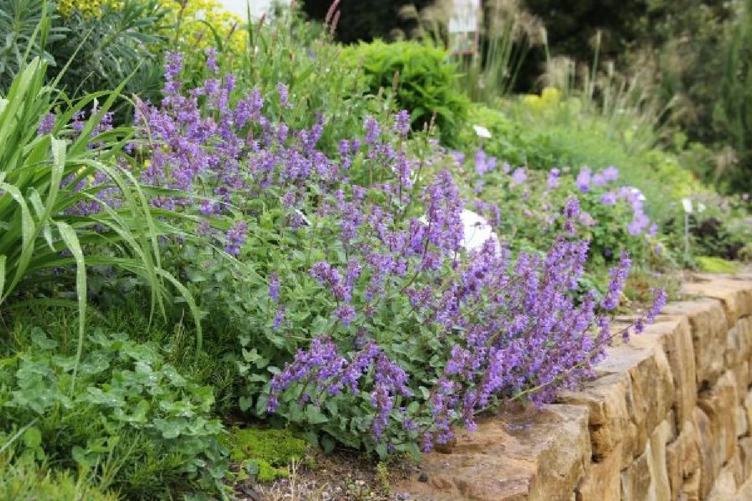 Leuchtender Herbst (Farbenfroher Ausklang Im Garten) – Bild 13