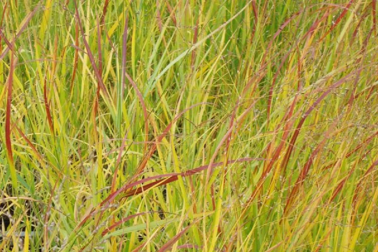 Leuchtender Herbst (Farbenfroher Ausklang Im Garten) – Bild 14