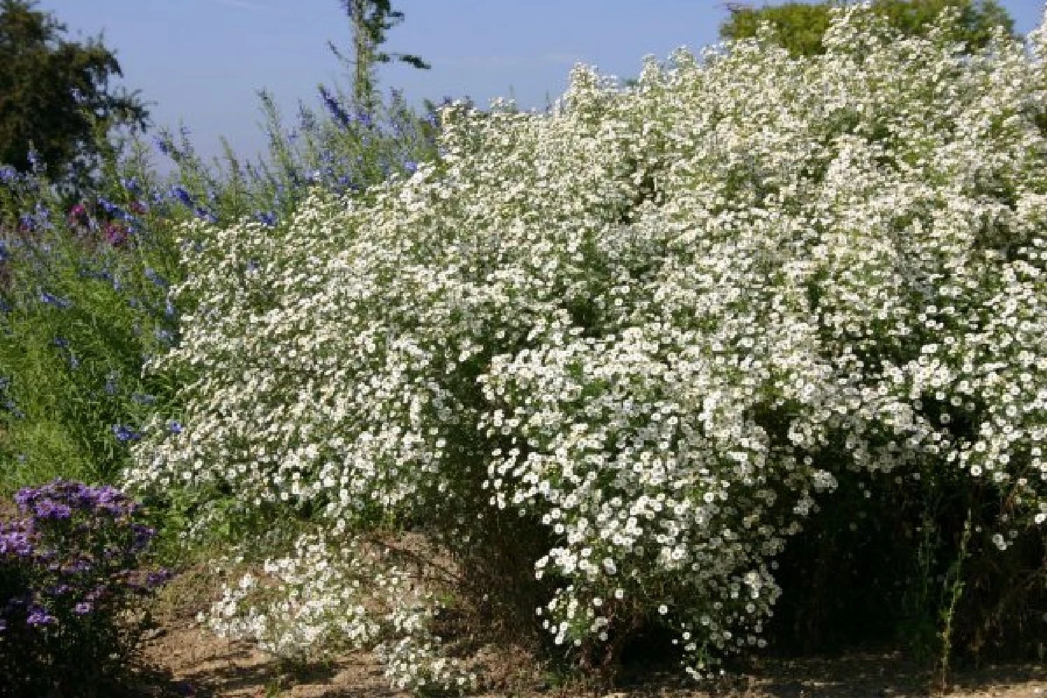 Leuchtender Herbst (Farbenfroher Ausklang Im Garten) – Bild 3