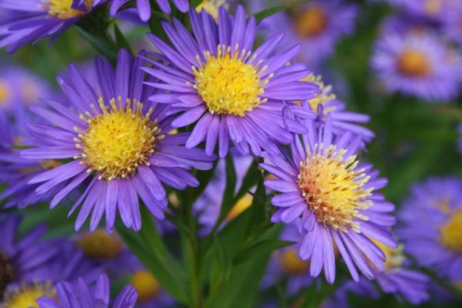 Leuchtender Herbst (Farbenfroher Ausklang Im Garten) – Bild 5