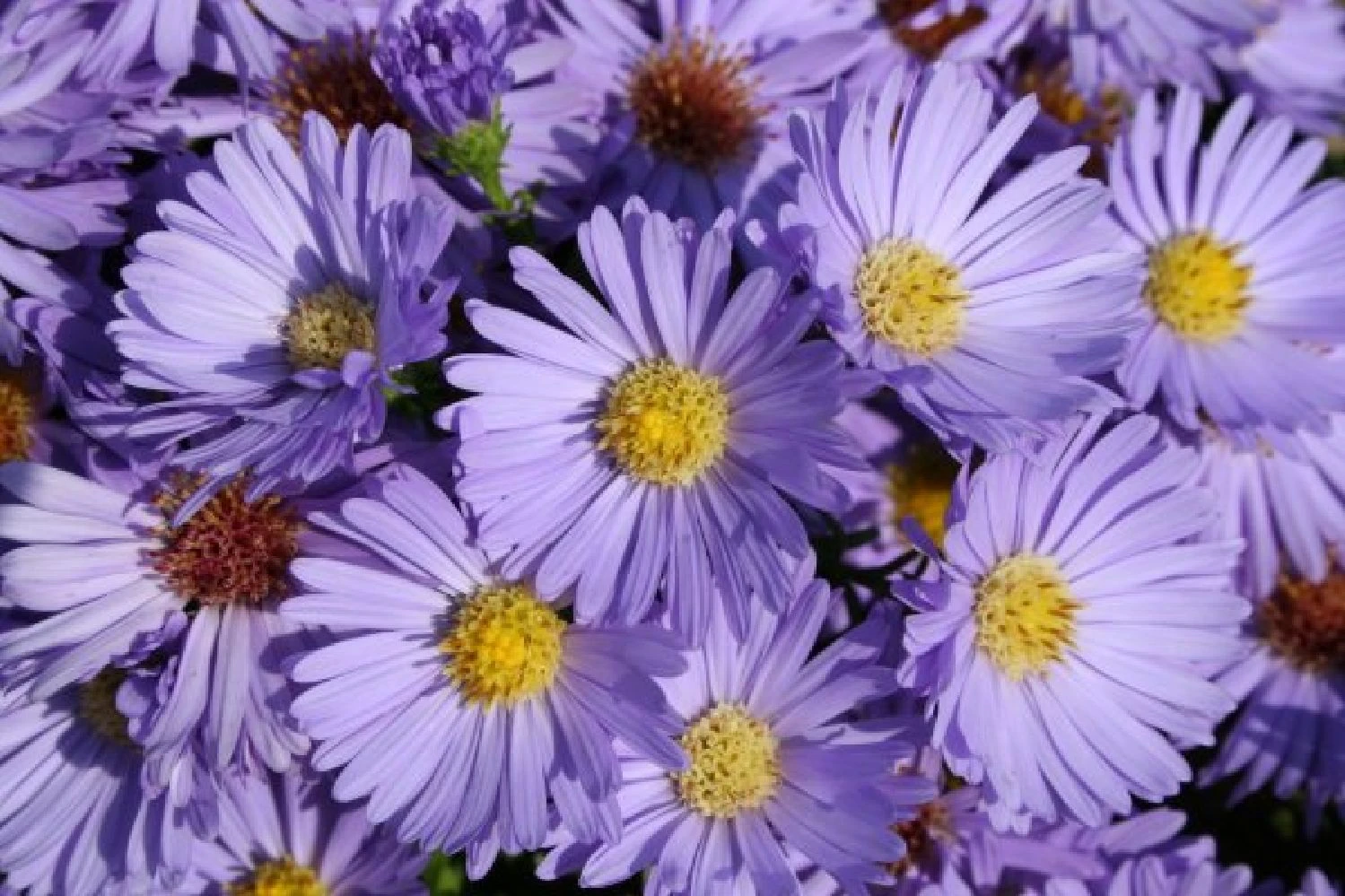 Leuchtender Herbst (Farbenfroher Ausklang Im Garten) – Bild 6