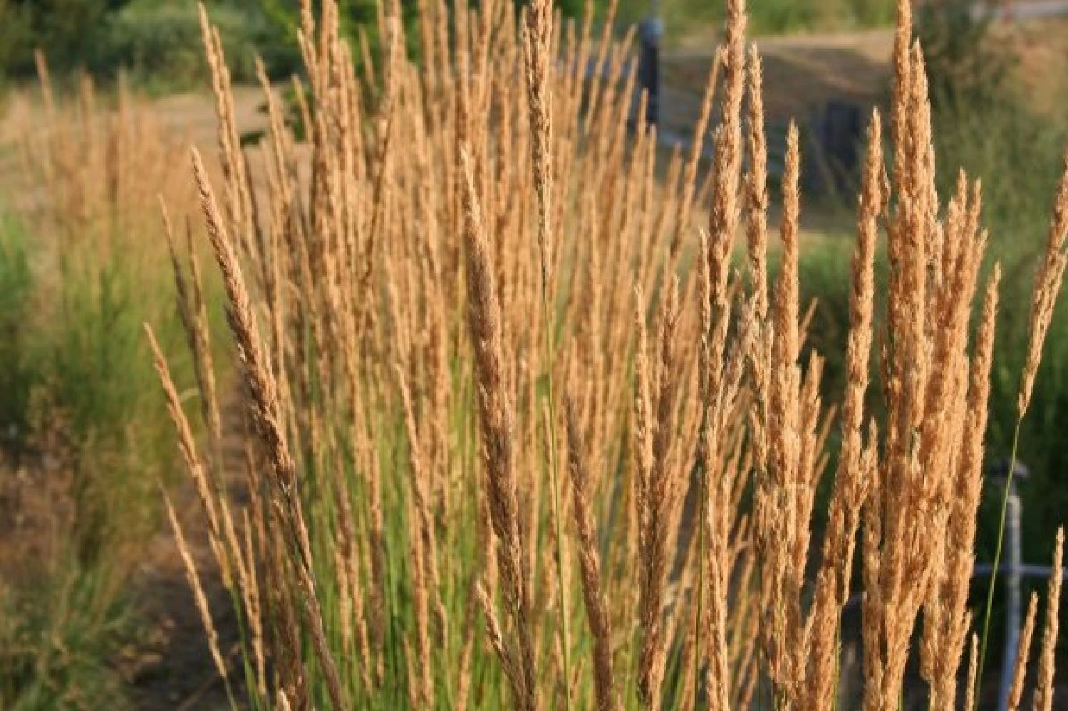 Leuchtender Herbst (Farbenfroher Ausklang Im Garten) – Bild 8
