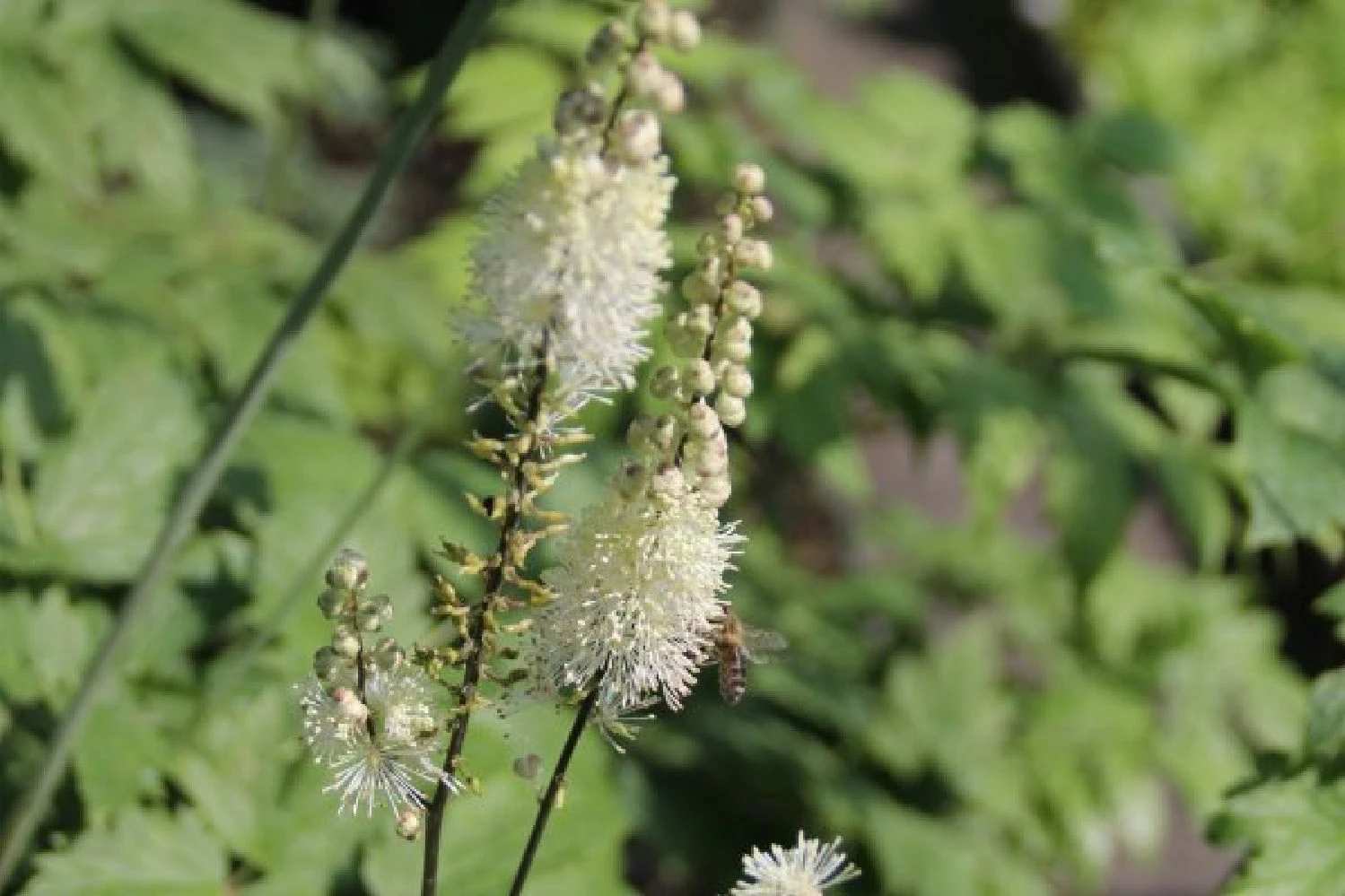 Leuchtender Herbst (Farbenfroher Ausklang Im Garten) – Bild 9