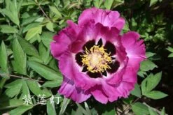 Paeonia Rockii 'Zi Lian Deng' (Strauchpfingstrose 'Leuchten Des Purpurlotus')
