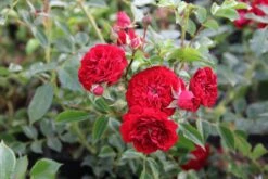 Rose 'Crimson Siluetta' (Miniclimber)
