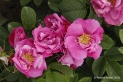 Rose 'Pink Roadrunner' (Wildrose)