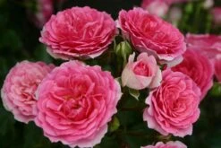 Rose 'Amica' (Patiorose)