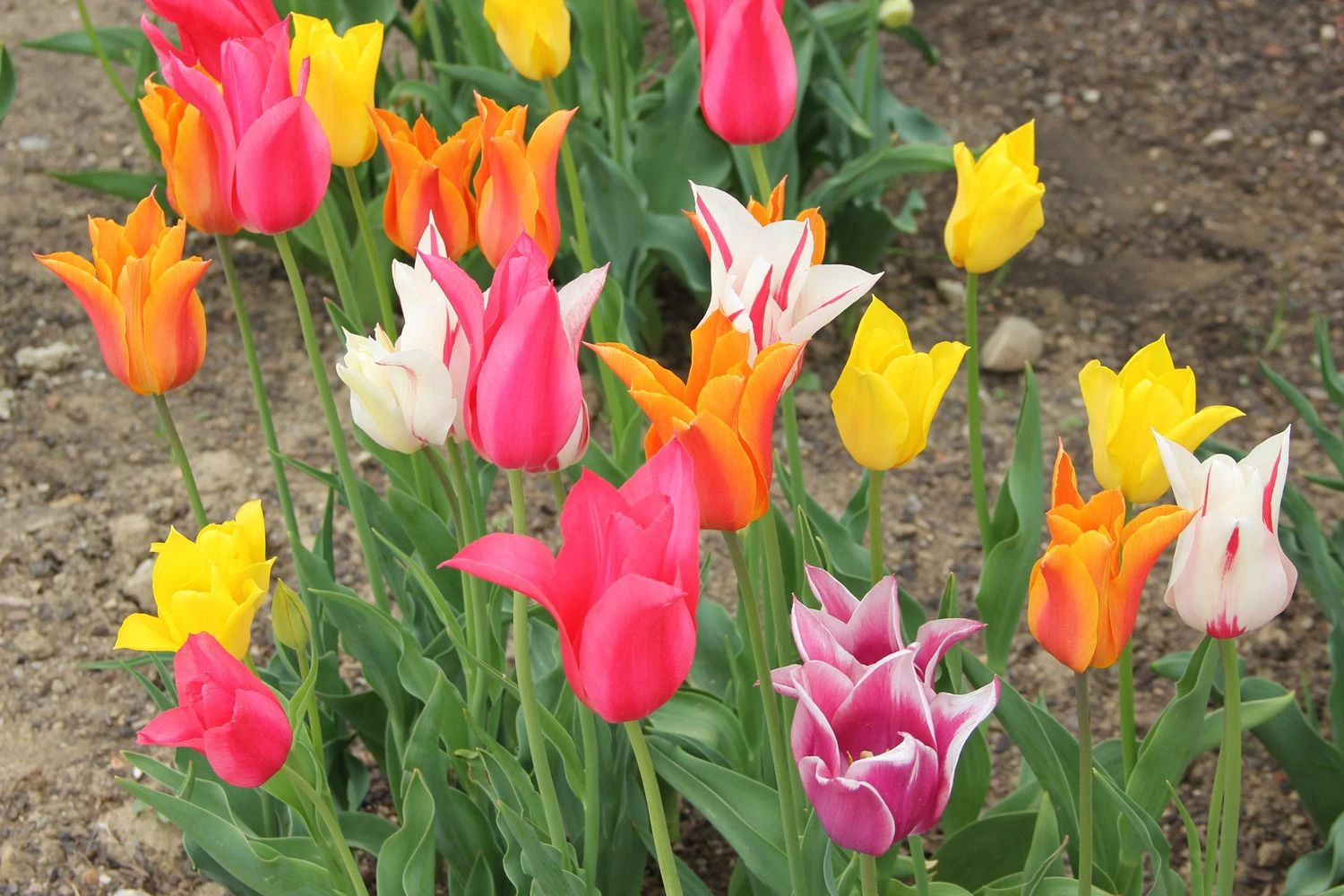 Tulpenmischung 'Karneval' (Garten-Tulpenmischung)