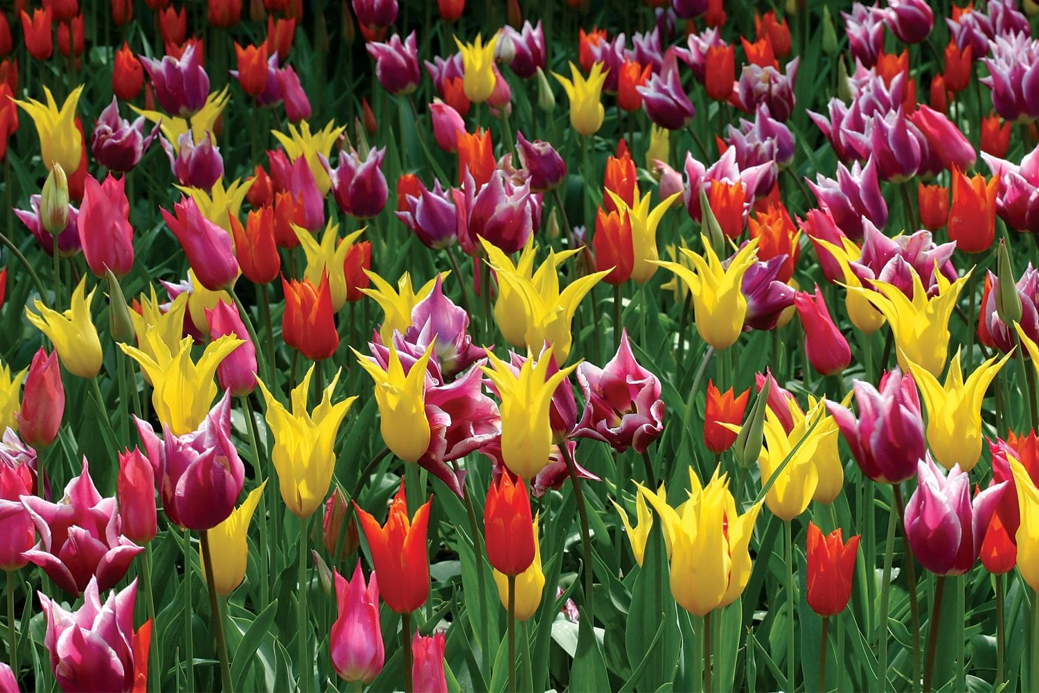 Tulpenmischung 'Karneval' (Garten-Tulpenmischung) – Bild 2