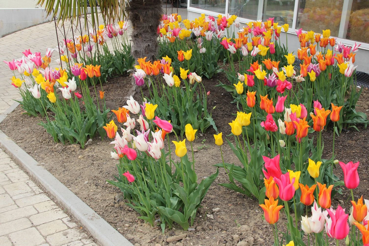 Tulpenmischung 'Karneval' (Garten-Tulpenmischung) – Bild 3