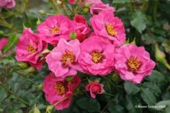 Rose 'Orienta® Djamila' (Persische Rose)