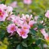 Rose 'Orienta® Laila' (Persische Rose)