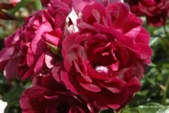 Rose 'Burgundy Ice' (Strauchrose)