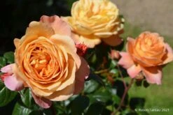 Rose 'Capri' (Nostalgie®-Edelrose)