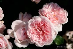 Rose 'Cinderella' (Strauchrose)