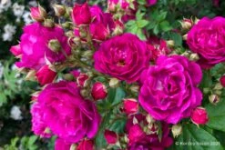 Rose 'Purple Siluetta' (Miniclimber)