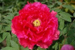 Paeonia Suffruticosa 'Kokijishi' (Strauchpfingstrose 'Löwe In Rotem Glanz')