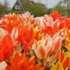 Tulpenmischung 'Fun Colours' (Garten-Tulpenmischung)