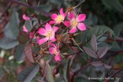 Rose Glauca (Hechtrose)
