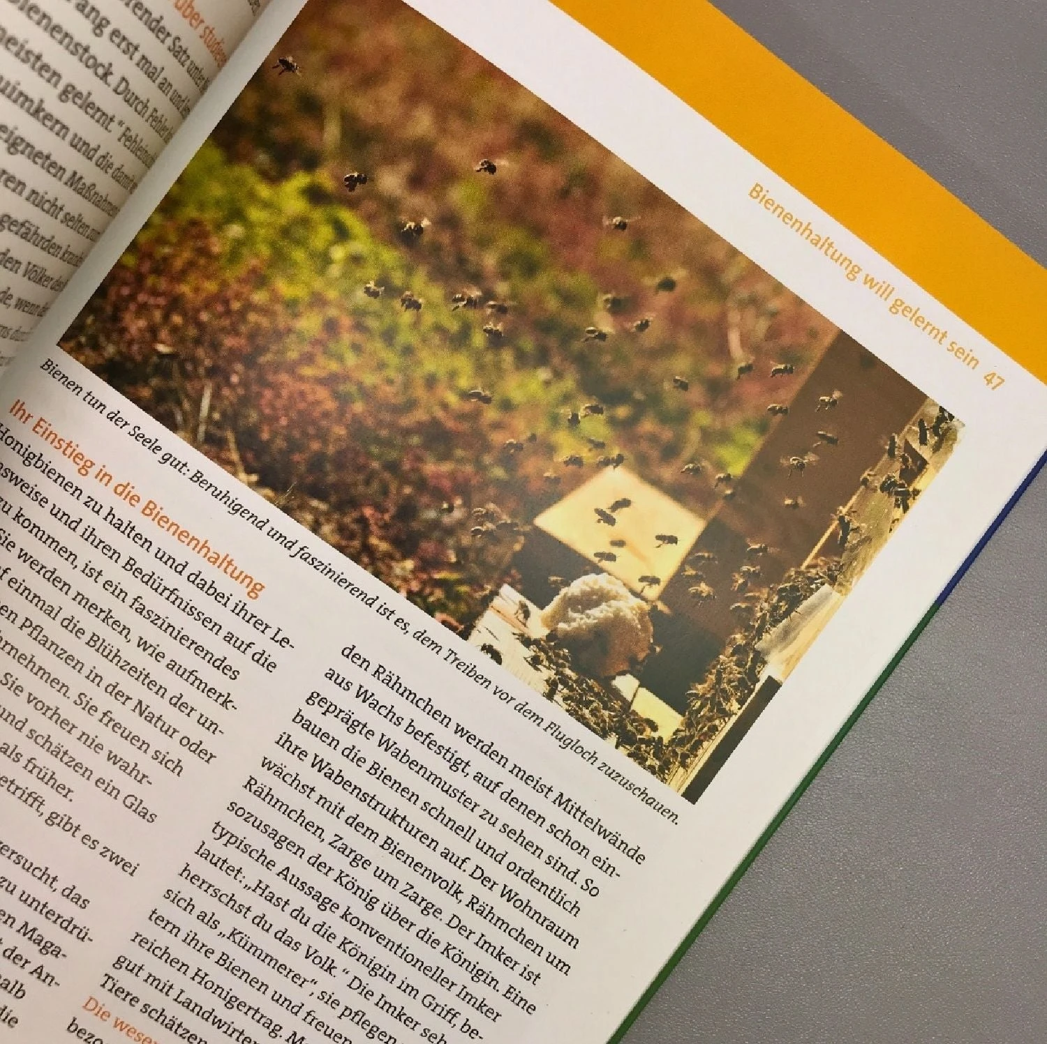 Wir Tun Was Für Die Bienen (Cornelis Hemmer) – Bild 3