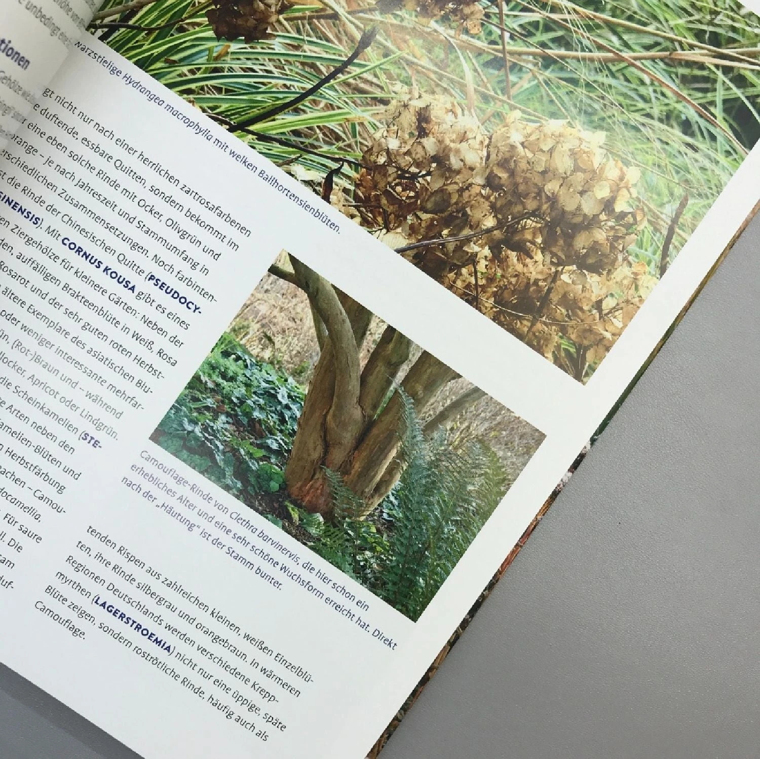 Lebendige Gärten Im Winter (Iris Frey) – Bild 5