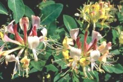 Lonicera Heckrottii 'Goldflame' (Feuer-Geißblatt)