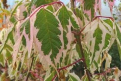 Acer Negundo 'Flamingo' (Eschenahorn 'Flamingo')