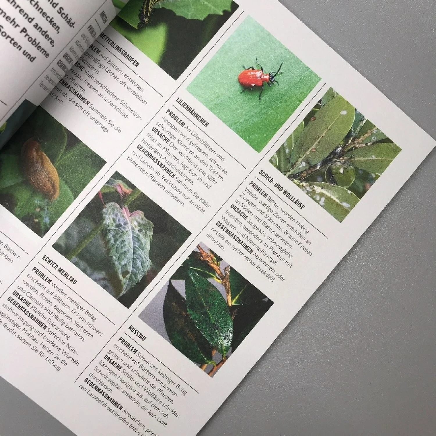 Pflanzen Im Topf (Grünes Garten Wissen) – Bild 4