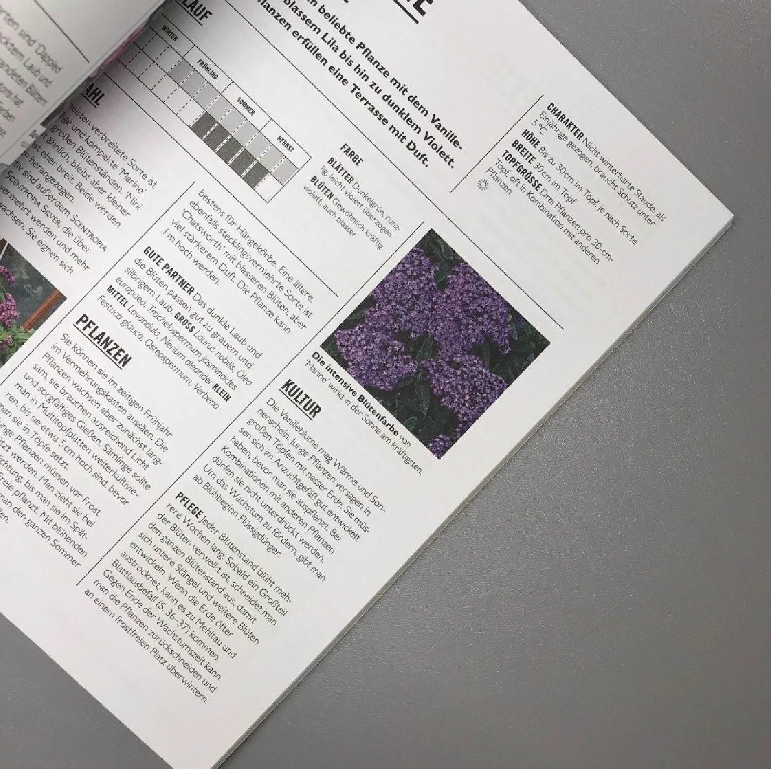 Pflanzen Im Topf (Grünes Garten Wissen) – Bild 5