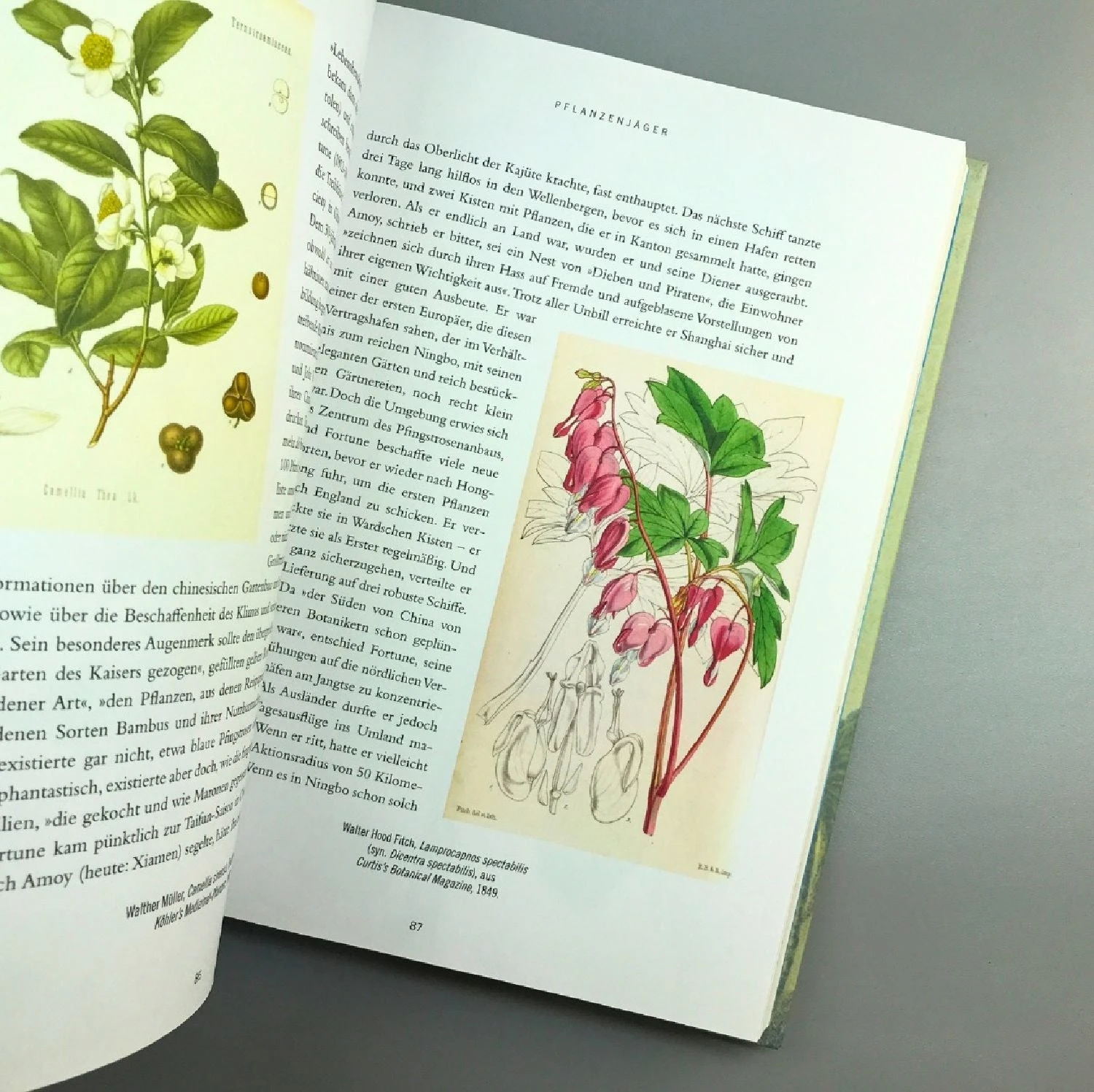 Pflanzenjäger (Wie Exotische Pflanzen In Unsere Gärten) – Bild 10